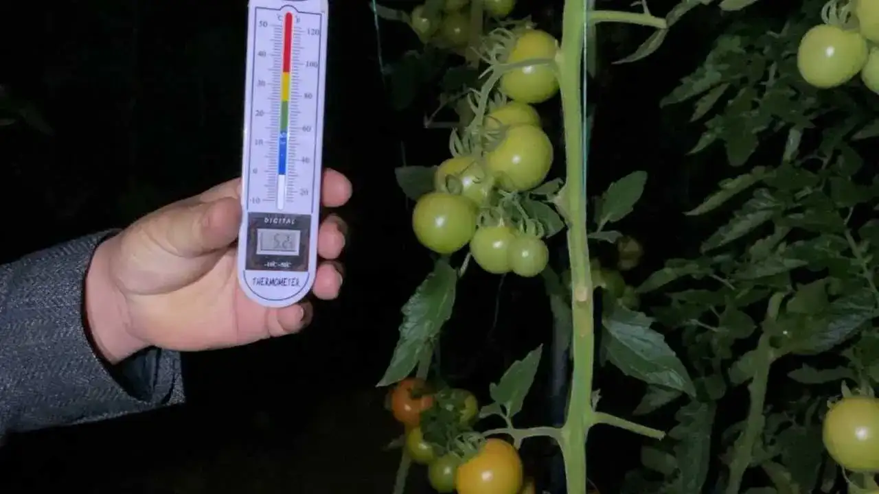 Termometrelerin Eksiye Düştüğü Mersin’de Zirai Don Seferberliği 4